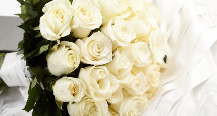 献给浅川樱的最后一束白玫瑰